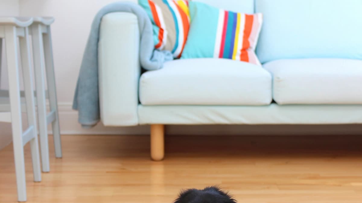 Dog resting on luxury vinyl plank flooring in a modern home